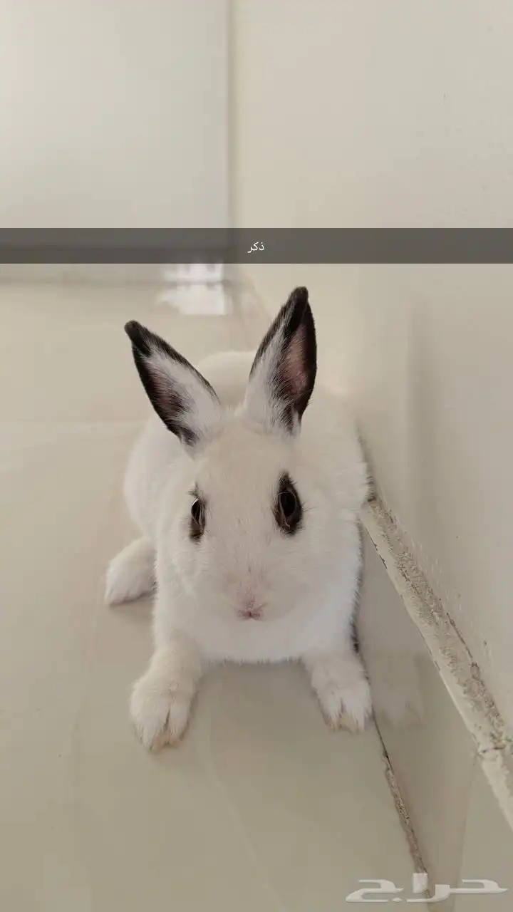 أرنب قزم هوتوت 1