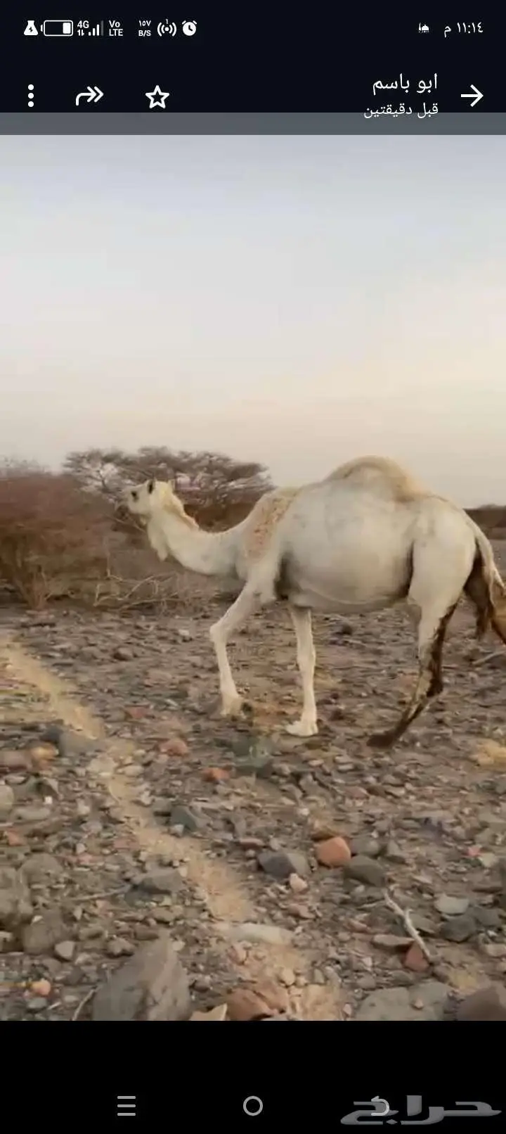 ناقه لاقح 1