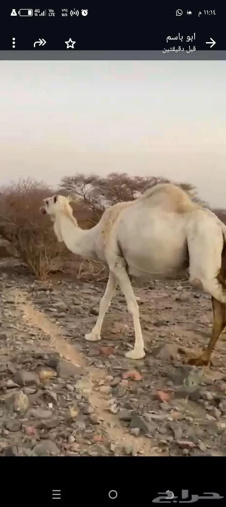 ناقه لاقح 2