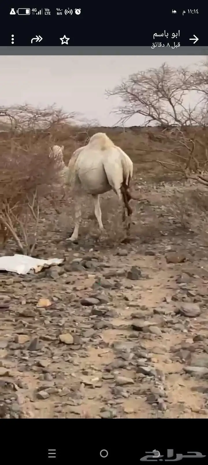 ناقه لاقح 0