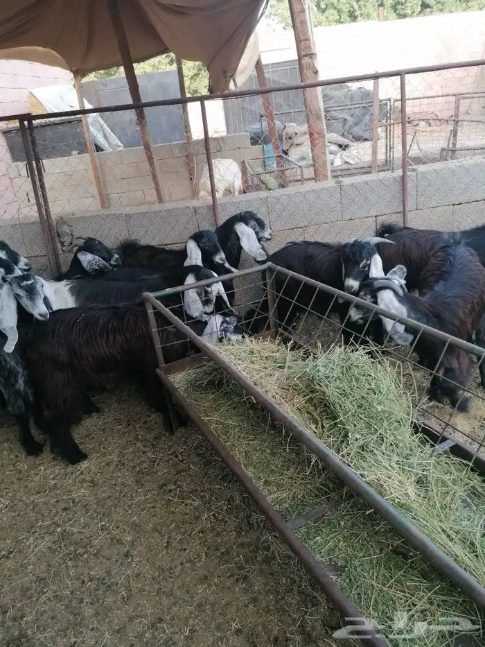 ذبايح طليان وتيوس حلال بر ونضيف معى امكانيه الذبح والتوصيل 1