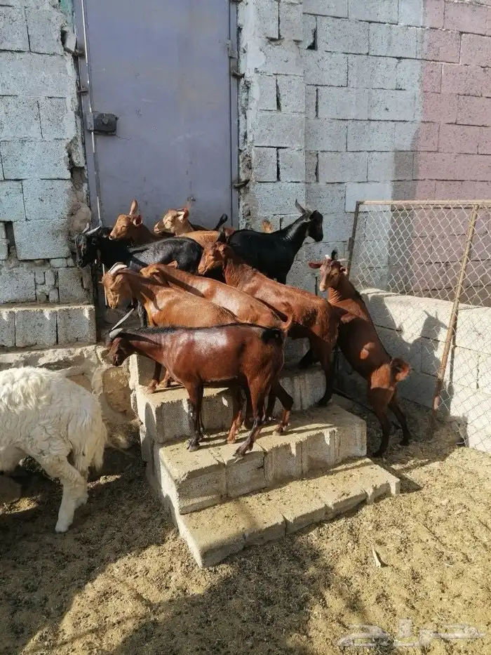 ذبايح طليان وتيوس حلال بر ونضيف معى امكانيه الذبح والتوصيل 4