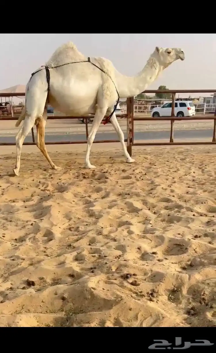خفوت وضحاء 0