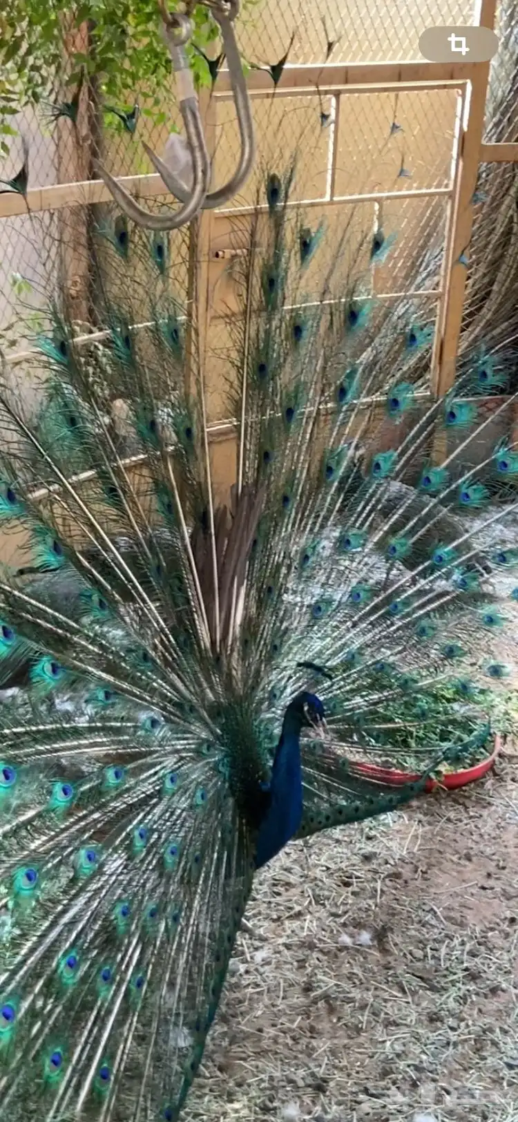 طائوس جوز هندي حجم كبير 0