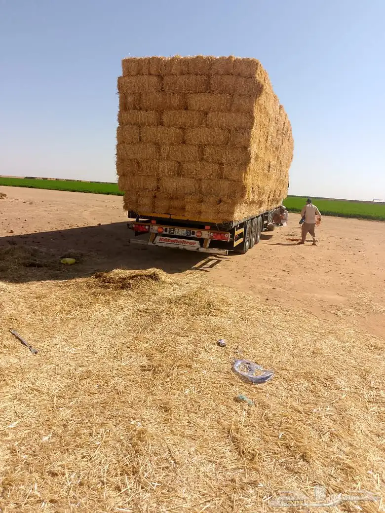 تبن قمح شد أوزان 4