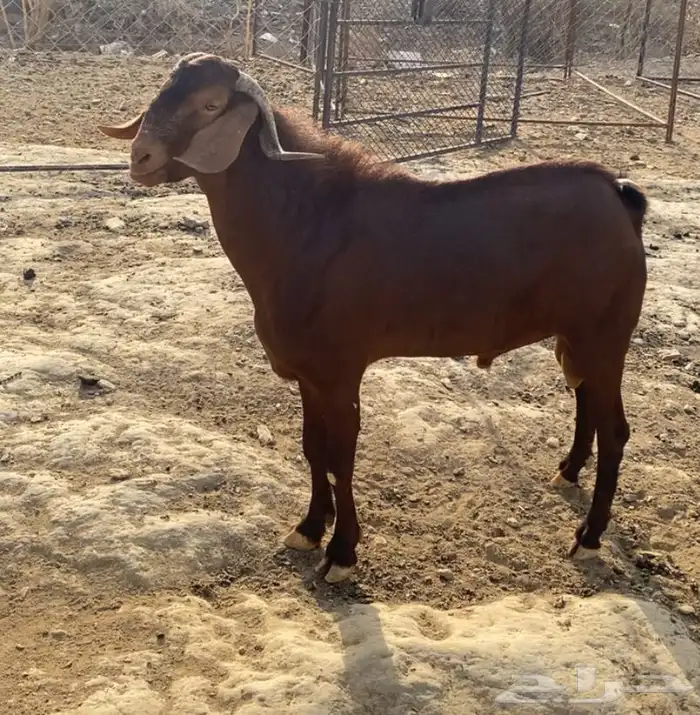 تيس للبيع 0
