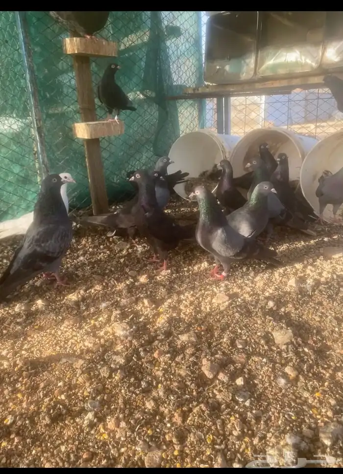 قطايف ( تم البيع ) 0