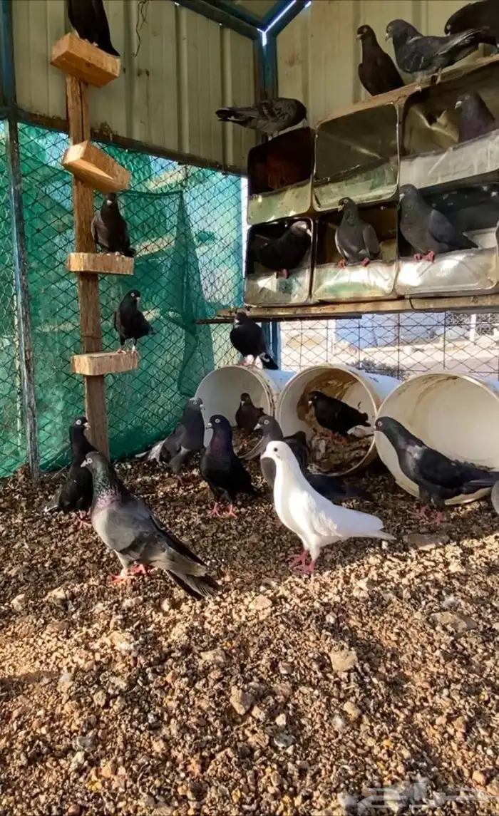 قطايف ( تم البيع ) 1