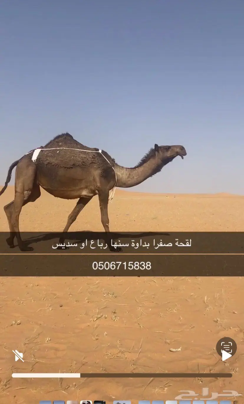 لقحة صفرا بداوة 0
