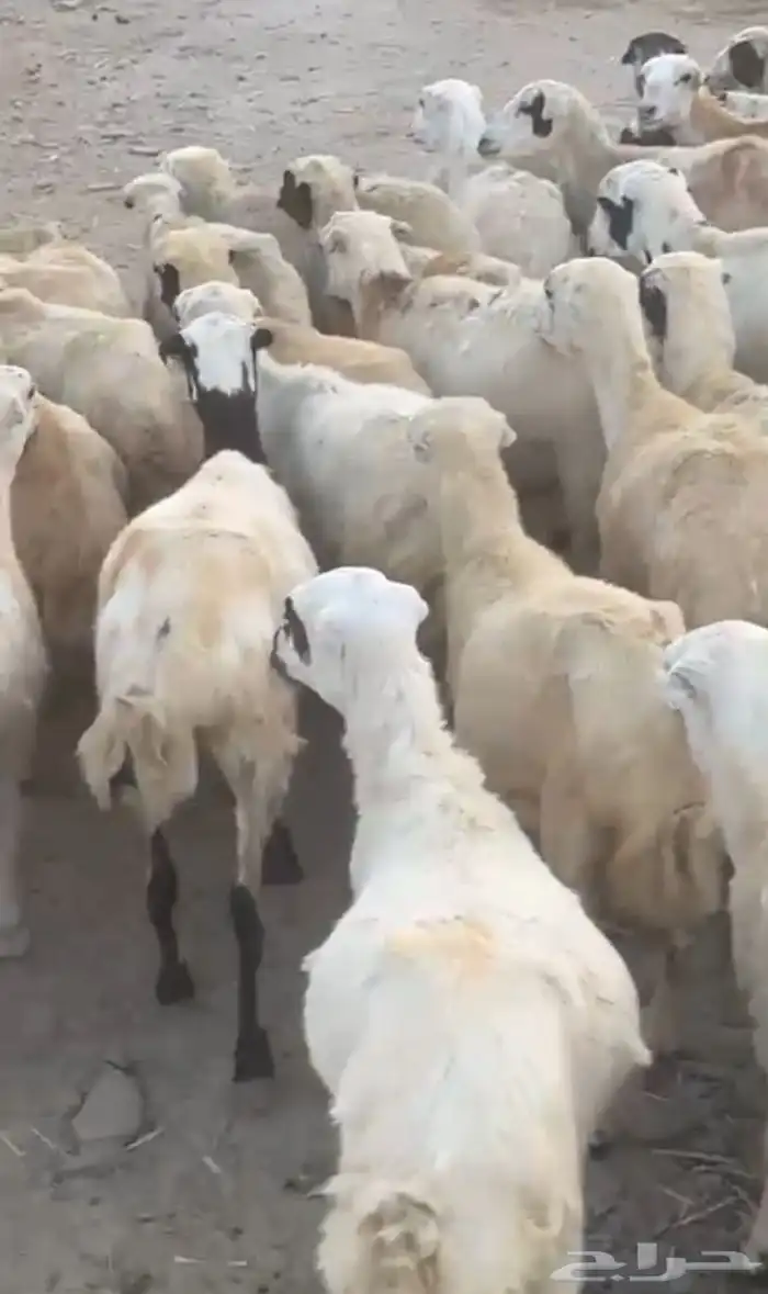 رخال رفيديات ومهجنات على حري تم البيع 2