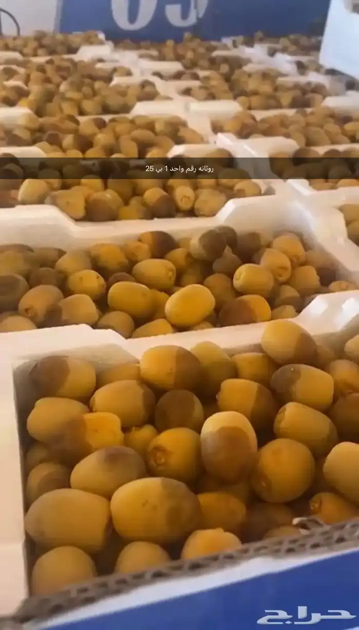 روثانه المدينة جمله 0