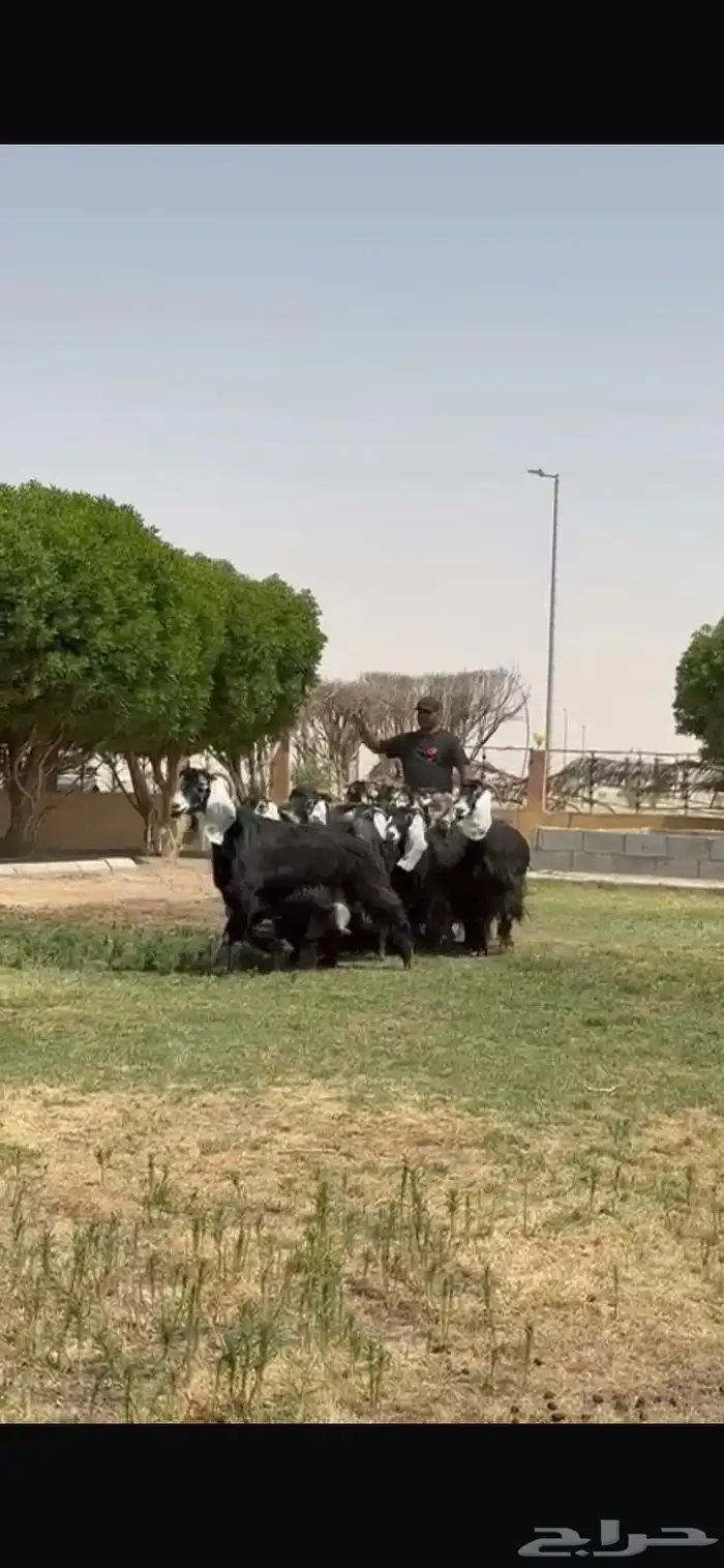 للبيع معزا عوارض فاخره 7