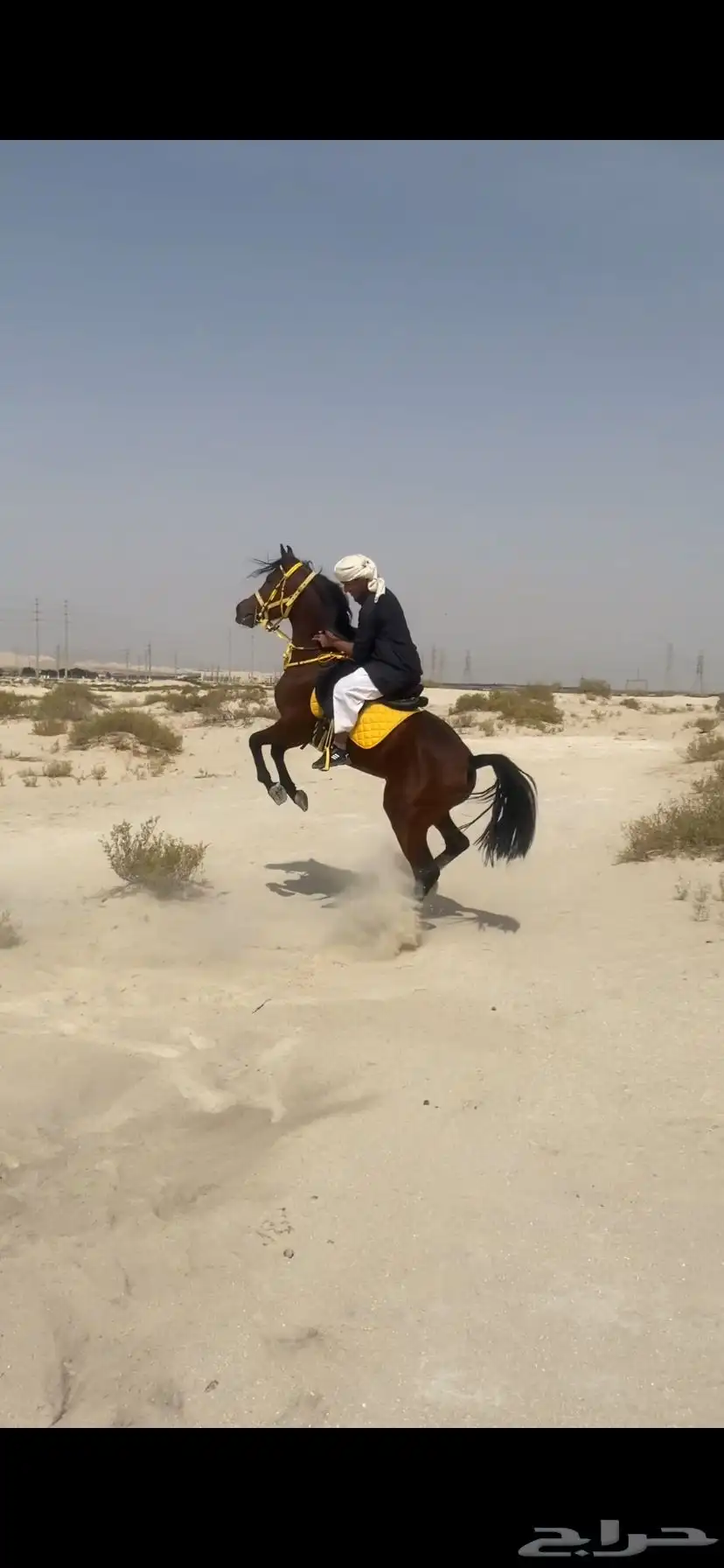 حصان شعبي حار 5