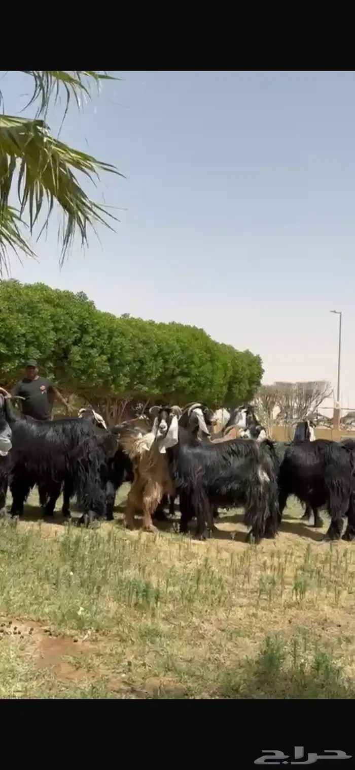 للبيع معزا عوارض فاخره 5