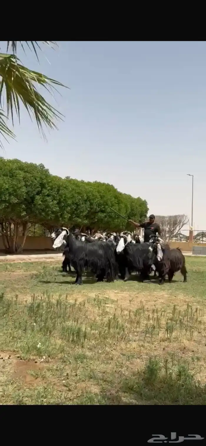للبيع معزا عوارض فاخره 0