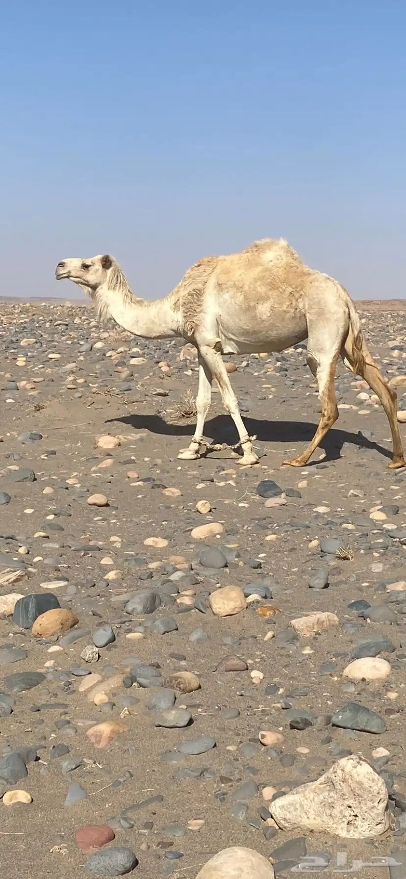 ناقه حايل 1