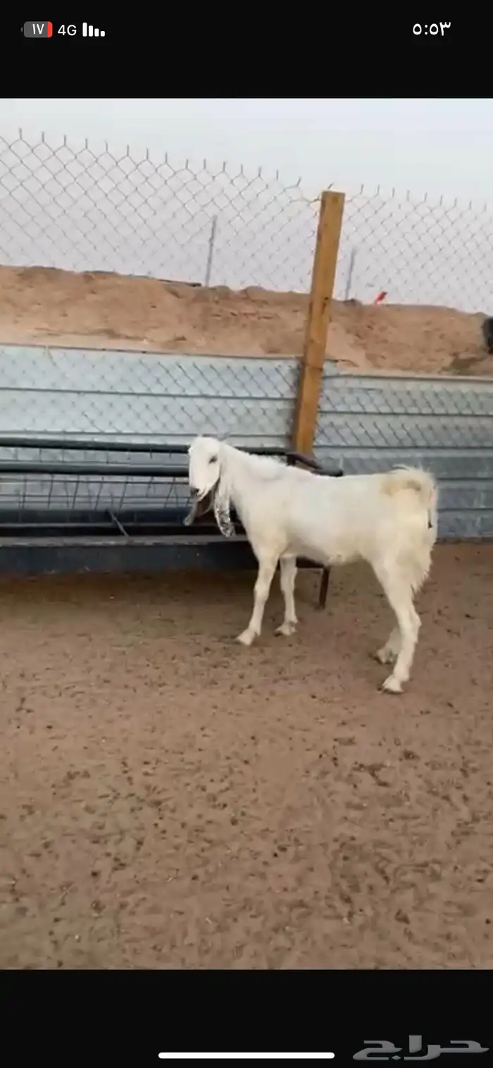 عنز حايل 1