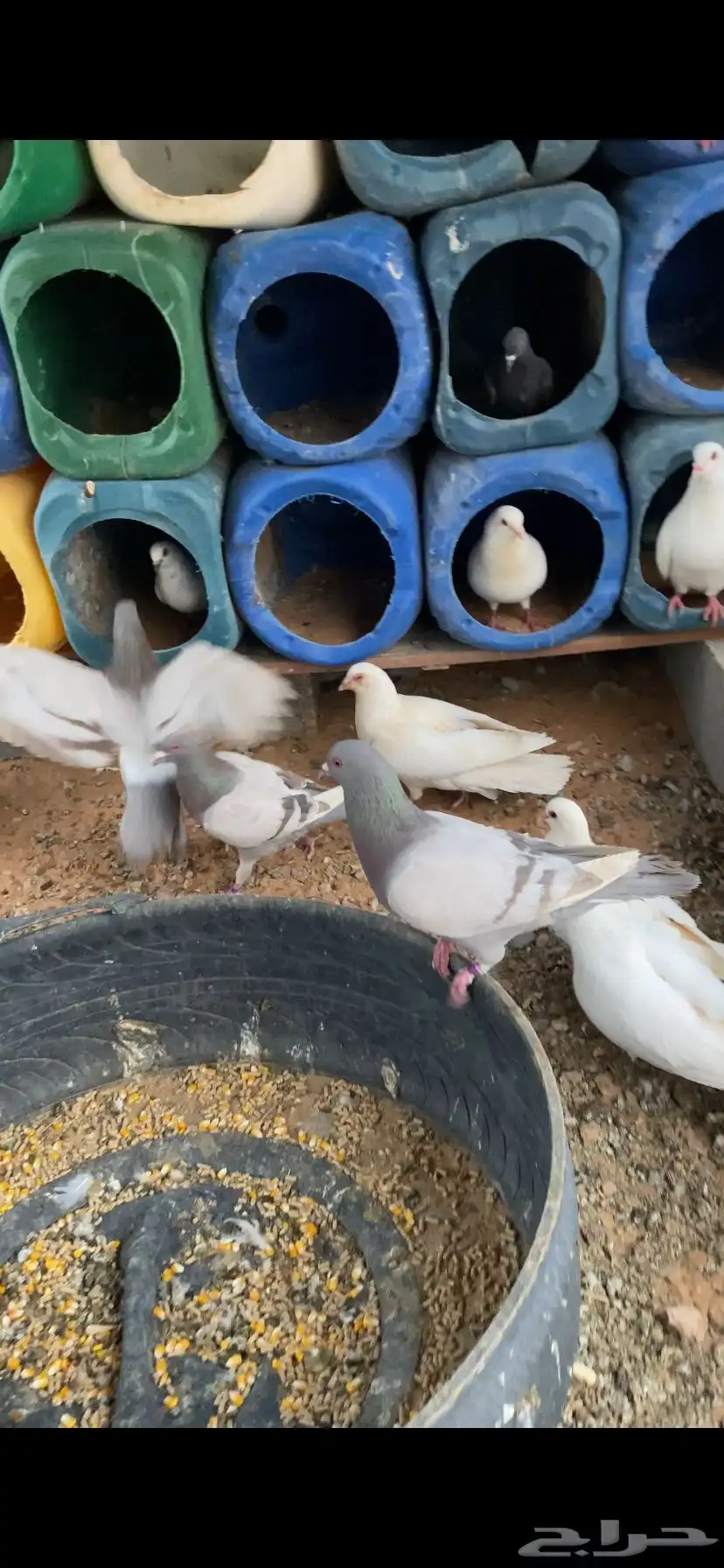 حمام مشكل بيهن سلفر فرنسي زاجل عادي 1