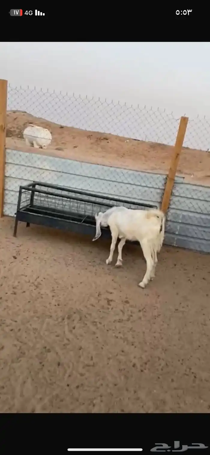 عنز حايل 2