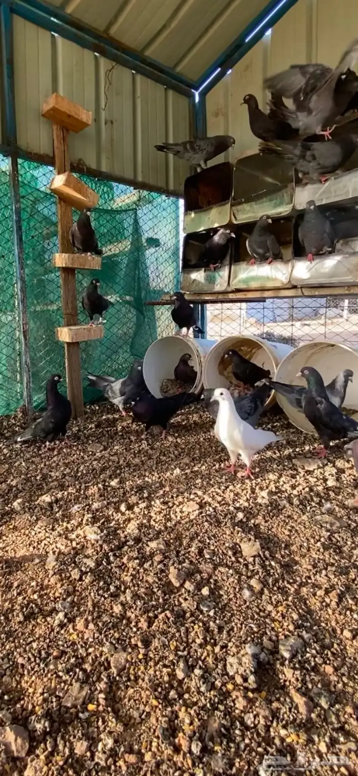 قطايف ( تم البيع ) 2