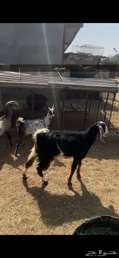 تم البيع 0