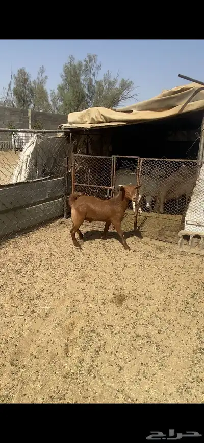 تم البيع 9
