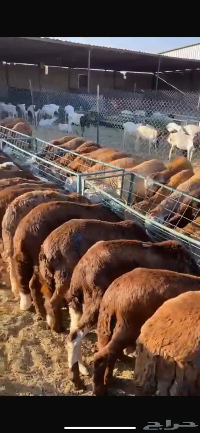 جذعان سواكني مرابي - يوجد خدمة الذبح والتوصيل 0