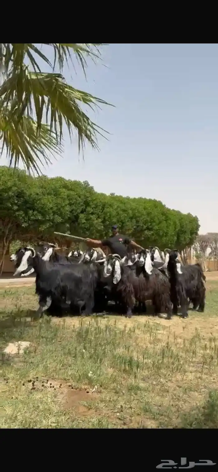 للبيع معزا عوارض فاخره 2