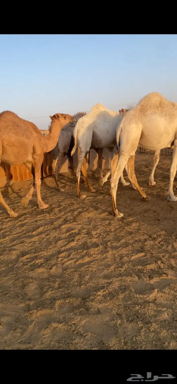 حشو مفاريد طيبه 4