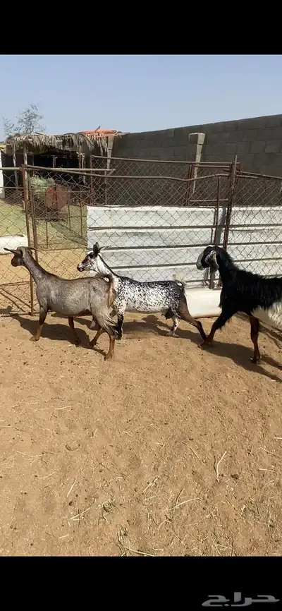 تم البيع 2