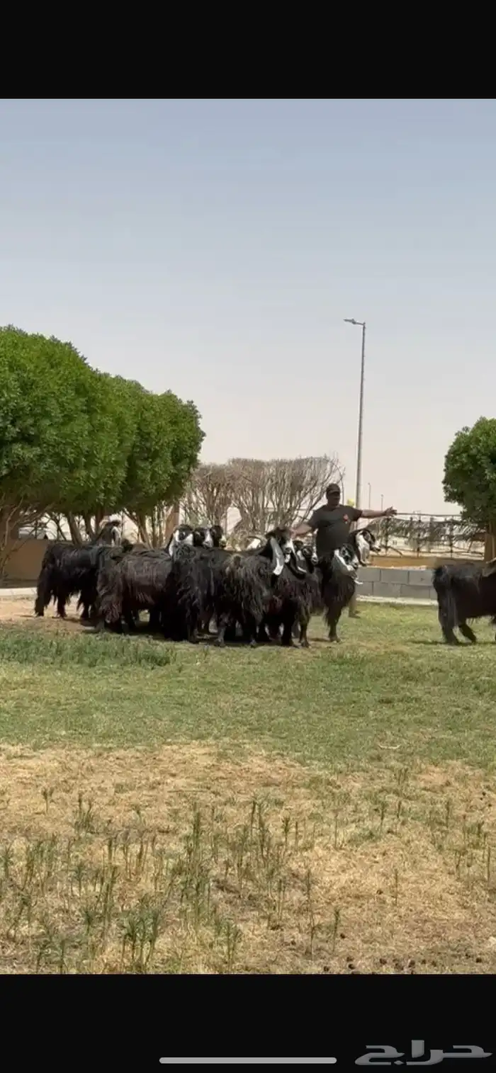 للبيع معزا عوارض فاخره 9