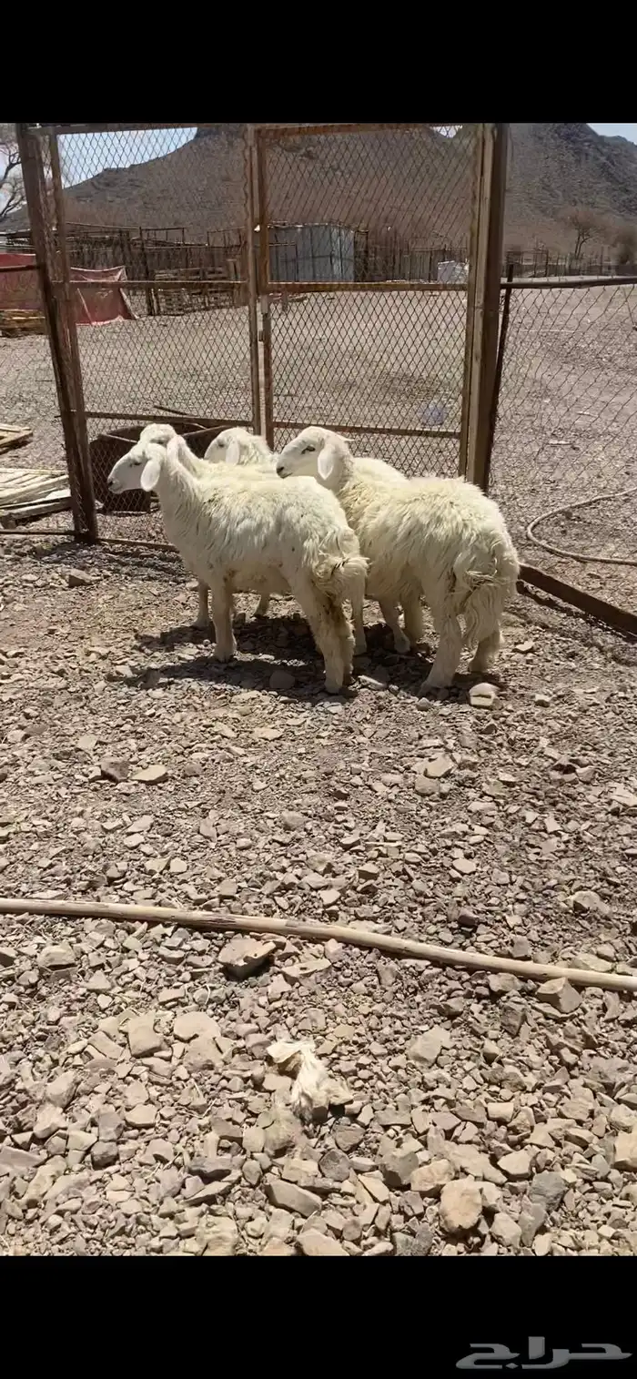 ثلاث رخال وطلي نضيفه ومقفله شحم عمارها 8 شهور 1