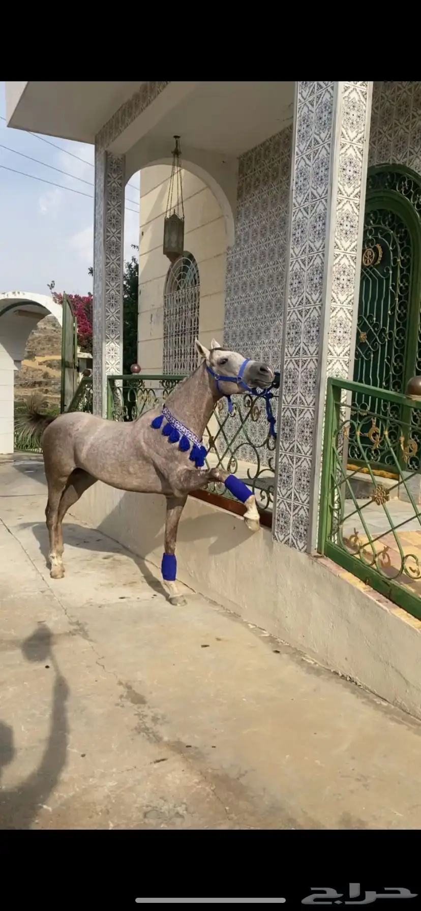 حصان شعبي 6