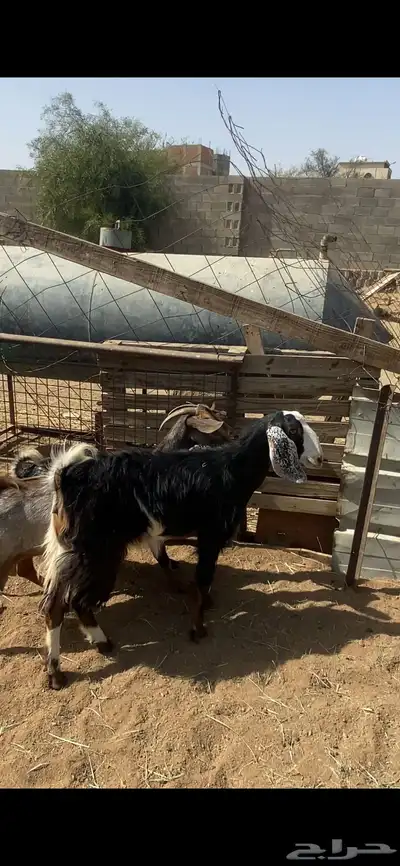 تم البيع 5