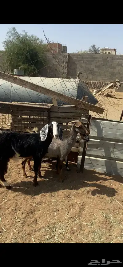 تم البيع 3