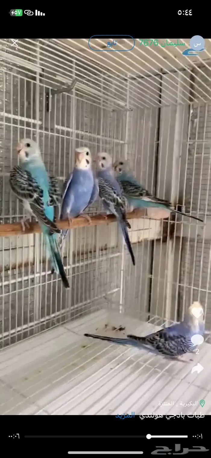 طبات بداجي هولندي العمر شهرين بوقت تربيه ويمديك تالفه للبيع 8