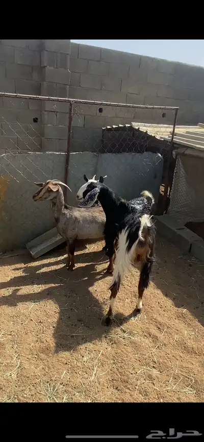 تم البيع 1