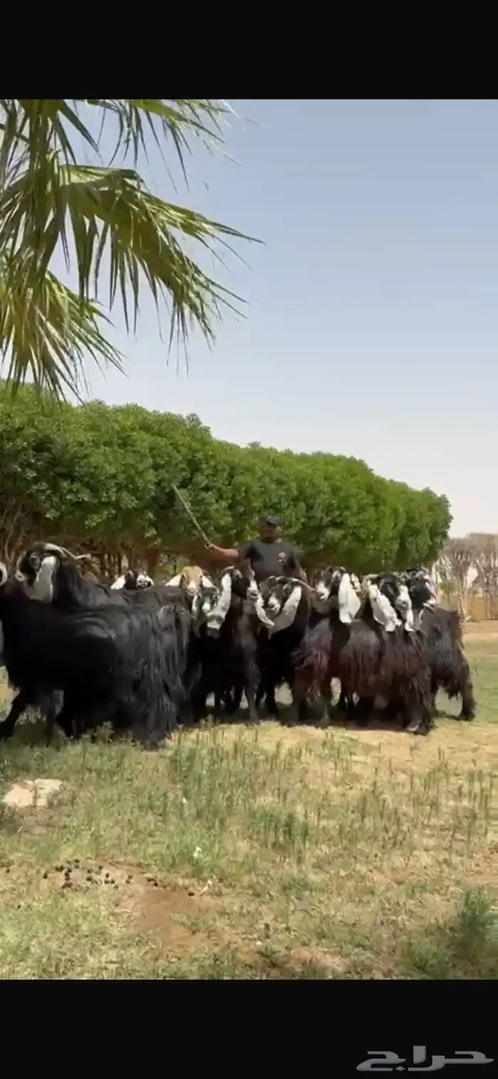 للبيع معزا عوارض فاخره 8