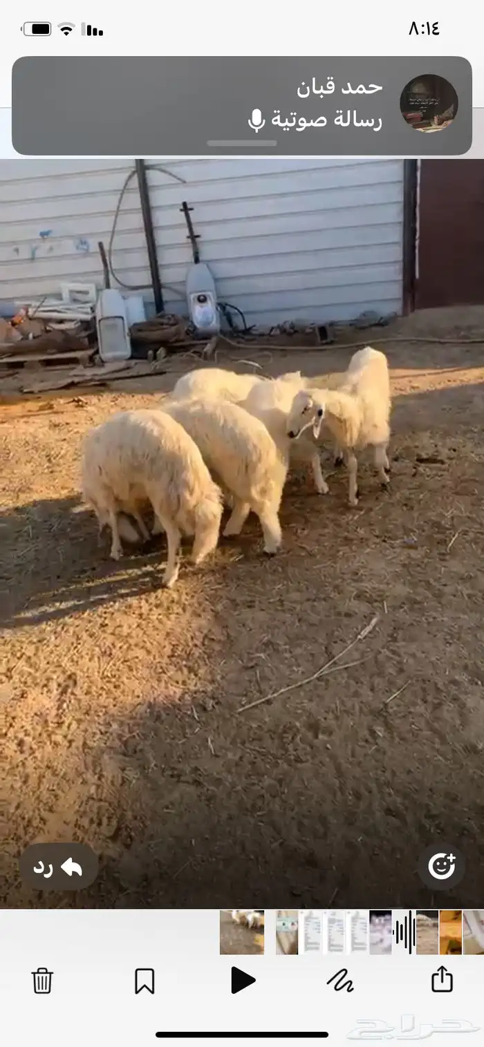 حوش لتقبيل 0