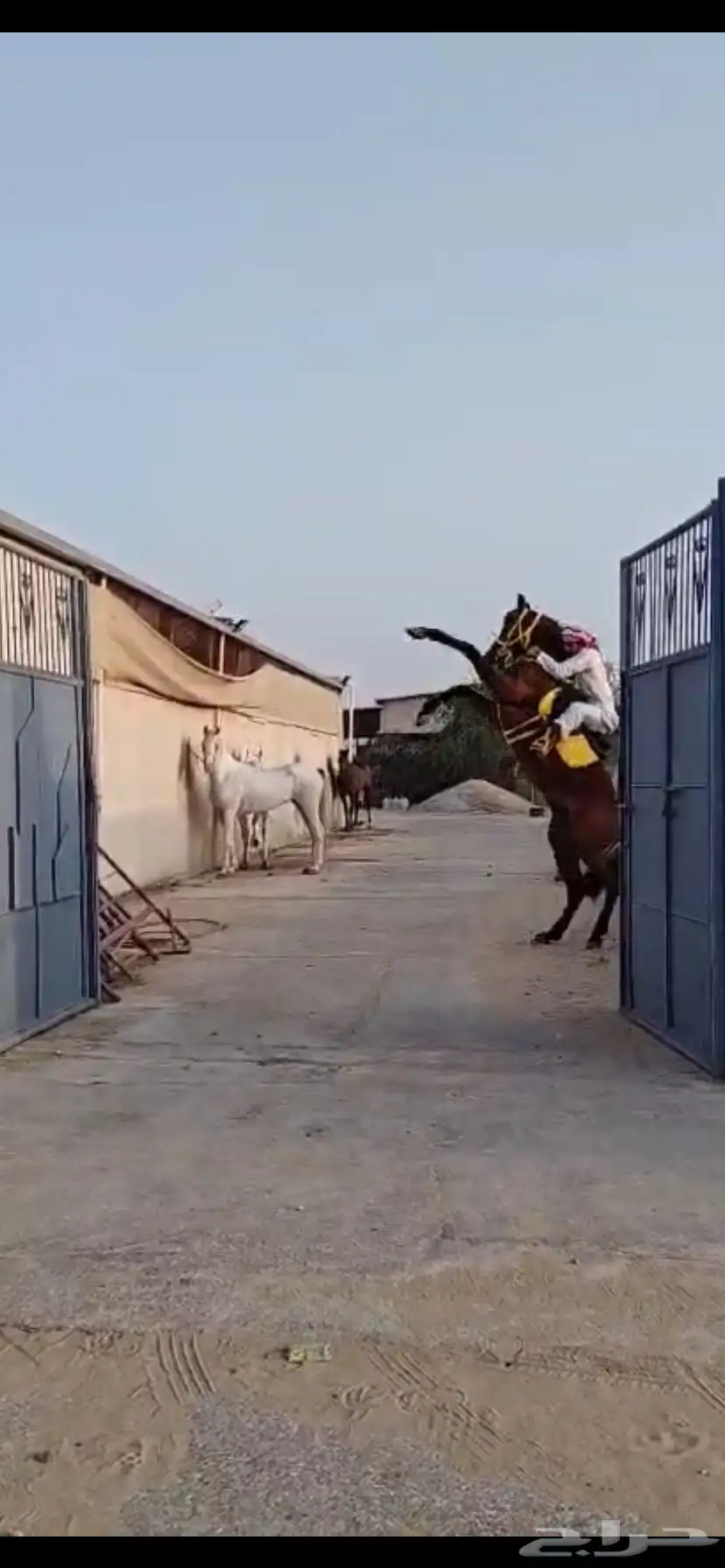 حصان شعبي حار 0