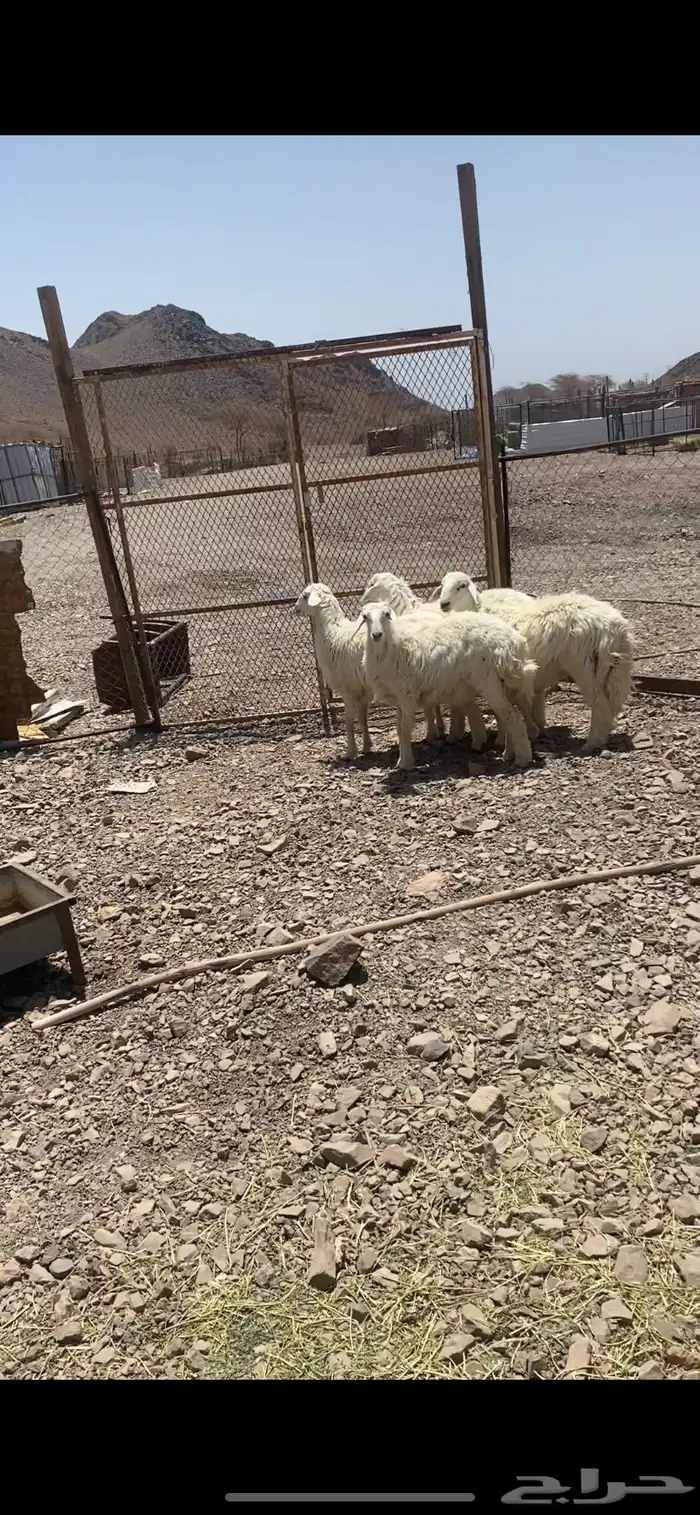 ثلاث رخال وطلي نضيفه ومقفله شحم عمارها 8 شهور 0