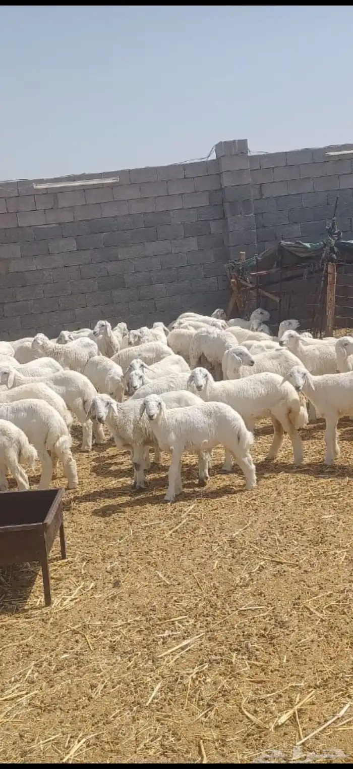بهم وطليان تربيه ذبايح للمناسبات والزواجات 1