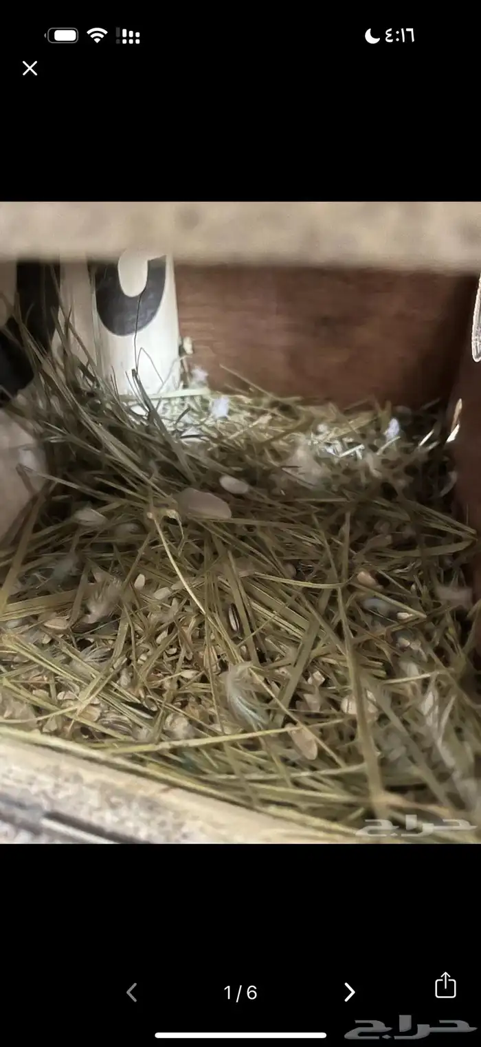 جوز فيشر هولندي 4