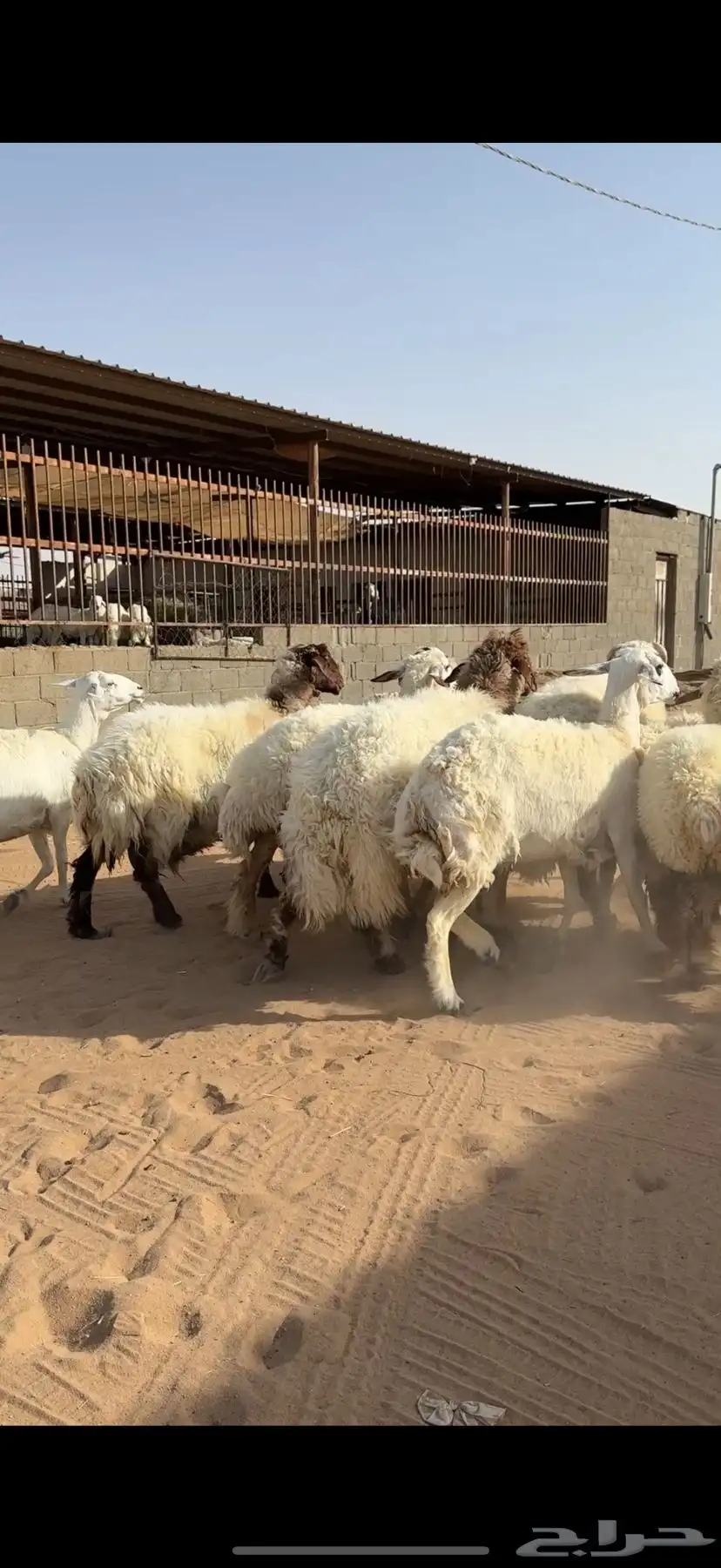 مراح غنم نعيم ومعها حريه 3