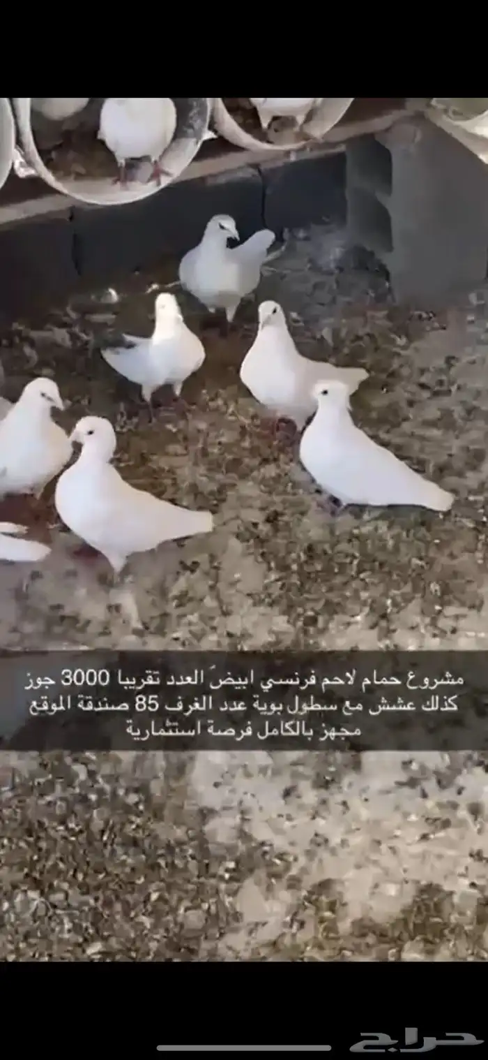 حمام فرنسي لاحم ابيض 0