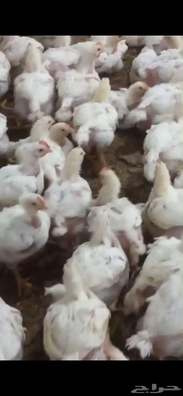دجاج فقيه الكميه كبيره 0