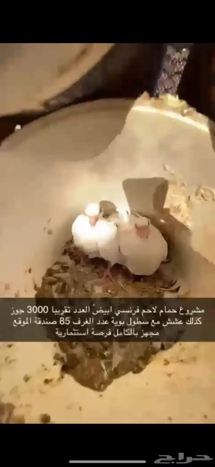 حمام فرنسي لاحم ابيض 7