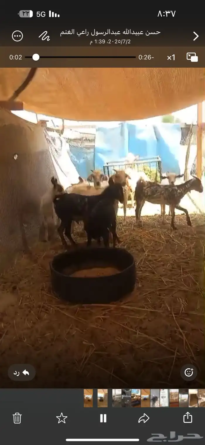 تيوس للبيع 0