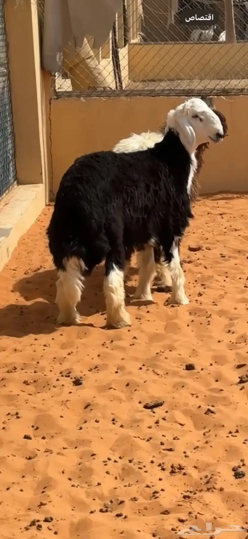 خروف نجدي(تم البيع) 3