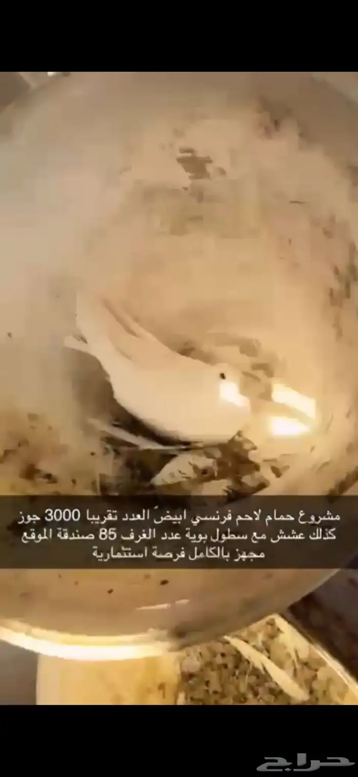 حمام فرنسي لاحم ابيض 11